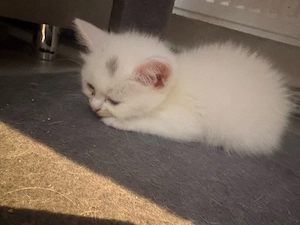 bkh kitten bald ausziehbereit!!!