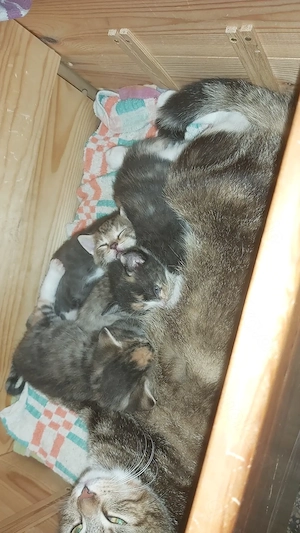 4 Kitten, Katzenkinder abzugeben 