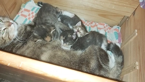 4 Kitten, Katzenkinder abzugeben 