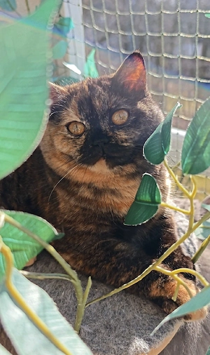 BKH Katze mit Stammbaum 