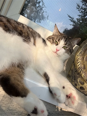 nala sucht ein neues zu hause
