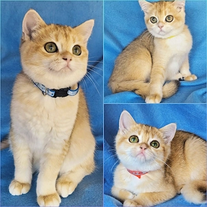Bkh Kitten mit Stammbaum Abgabebereit mit 2 Impfungen und Chip