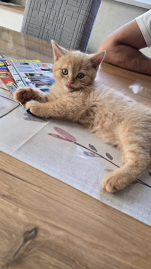 Britisch kurzhaar Kitten