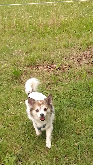 Hund abzugeben 