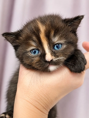 Glückskatze kitten bkh mit Flecken rote Getiegert  Whiskas Schnee 