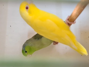 Blaugenick Sperlingspapageien abzugeben 