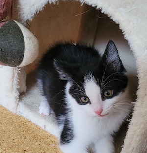 Schwarz weiße Kitten