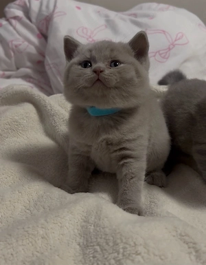 Britisch Kurzhaar Bkh kitten