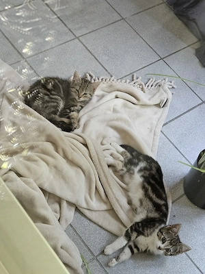 Zwei Geschwister Katzen .