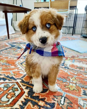 Australian shepherd 