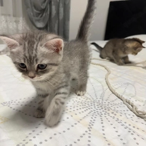 2 Babykatzen