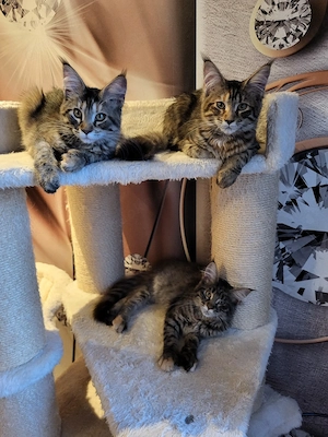 Kitten von xxl Coonis und Champions in der Abstammung 
