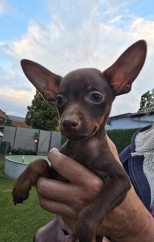 Süße russische Toy Terrier Welpen suchen eine liebe Familie 