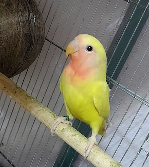 Rosenköpfchen Agaporniden 