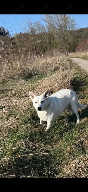 Coco Podenco-Mix sucht neues zuhause