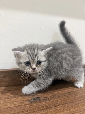 4 Kitten suchen ein wunderschönes Zuhause ab Mitte August