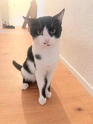 europäische Kurzhaar Männchen