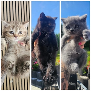 BKH-KITTEN reinrassige 