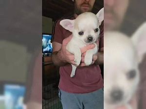    Wunderschöne Chihuahua-Welpen suchen ihr Für-immer-Zuhause