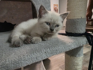BKH-Kitten 2 weiß, davon 1x weiblich 1x männlich und 1x schwarz männlich 