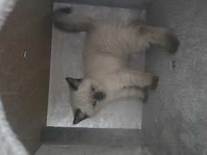 BKH-Kitten 2 weiß, davon 1x weiblich 1x männlich und 1x schwarz männlich  Bild 3