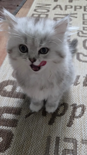 BKH Babykatze