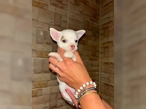 Chihuahua-Welpen bereit für ihr neues Zuhause Diese entzückenden 