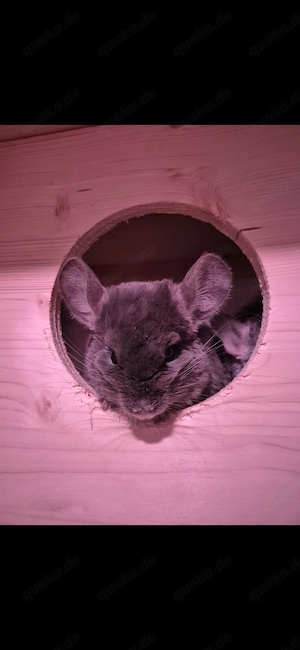 Chinchilla Gruppe Jungs