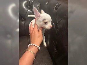    Liebevolle Chihuahua-Rüden und Hündinnen bereit zur Adoption