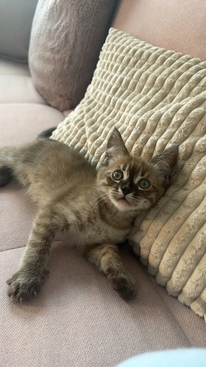 Bengal-BKH Mix Kater 