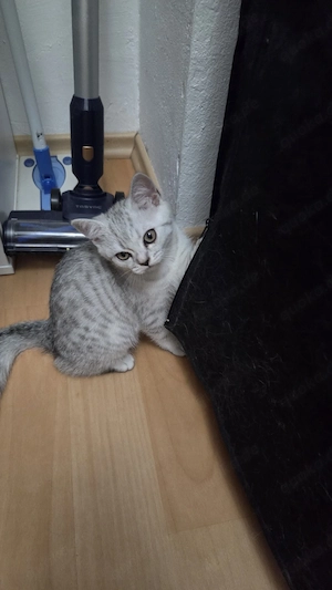 BKH Babykatze