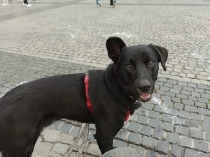 Labrador Mischling 