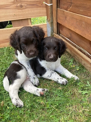 2 Kleine Münsterländer Welpen, Rüden