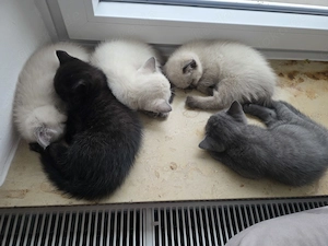 BKH-Kitten 2 weiß, davon 1x weiblich 1x männlich und 1x schwarz männlich  Bild 4