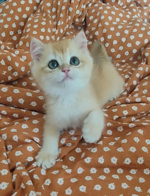 Zwei BKH Kätzchen NY12   Goldene Chinchilla (Kater)