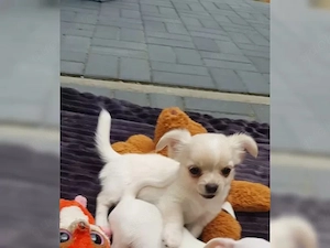   Gesunde und verspielte Chihuahua-Welpen abzugeben