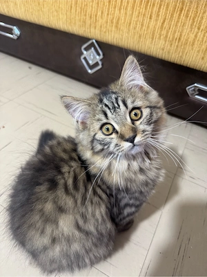 Perserkatzen