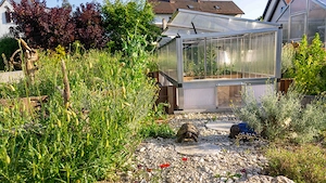 Griechische Landschildkröten abzugeben