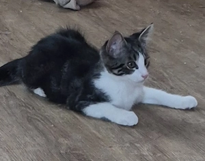 Bildschönes Main Coon Mix Katerchen 