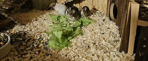 5 Farbmäuse 