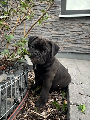 Old English Bulldog Welpen *abgabebereit* 