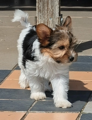 Yorkshire  Biewer Yorkshire Terrier Welpen 