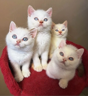 BKH Kitten fawn white mädchen , point Jungs 