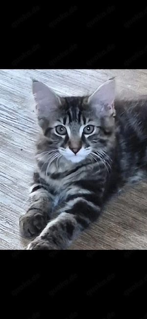 Bezauberndes Main Coon Mix Katerchen