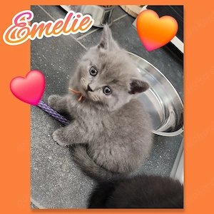 Edelmix Bombay Bkh Kitten dürfen in ihr Kuschelparadies ausziehen 