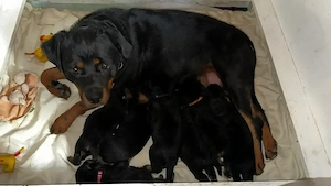 Rottweiler Welpen mit Ahnentafel