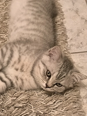 Süße BKH Kitten abgabebereit 