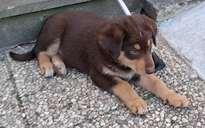 Schäferhund Appenzeller  mix