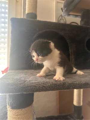 Süße Mix Kitten suchen ein liebevolles Zuhause (Reservierung ab sofort)