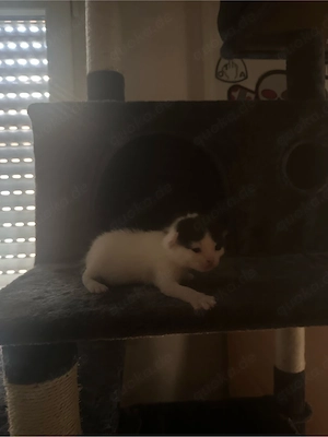Süße BKH Mix Kitten suchen ein liebevolles Zuhause (Reservierung ab sofort)